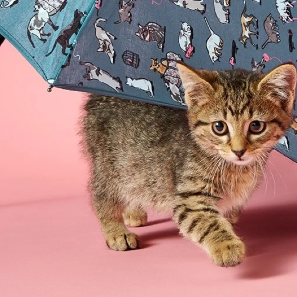 Vera Bradley Bundle Umbrella & ID Card case with Key Ring - Cats Meow NWT



🐈‍⬛ - Picture 3 of 4